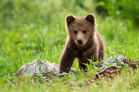 cute bear photos